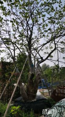 100公分(4杆)丛生乌桕