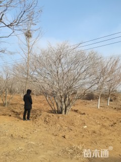 20公分朴树