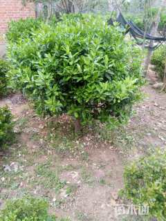 冠幅150厘米大叶黄杨球