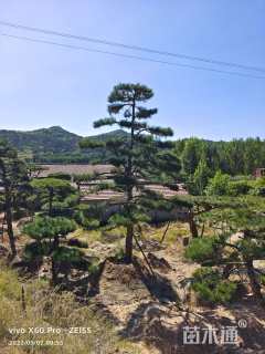 高度600厘米黑松