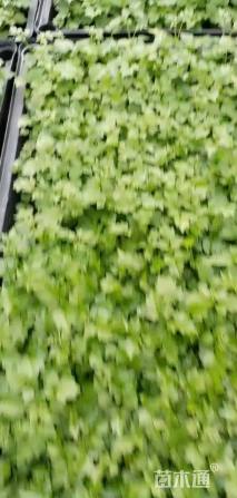 0.1公分幸福树