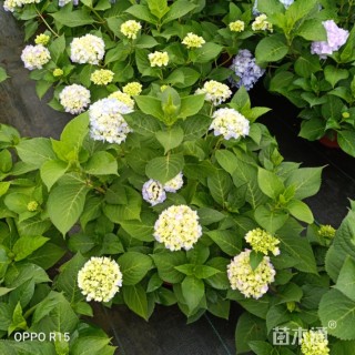 高度20厘米杜鹃