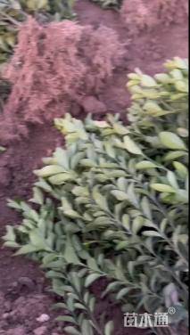 高度20厘米大叶黄杨小苗