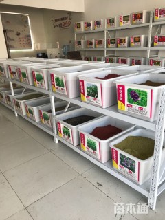 楼斗菜种子耧斗菜种子