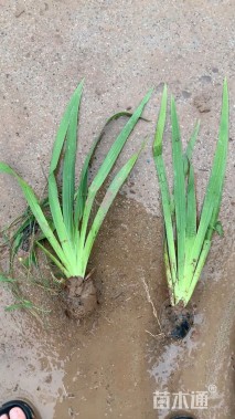 高度40厘米射干