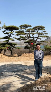 23公分造型油松