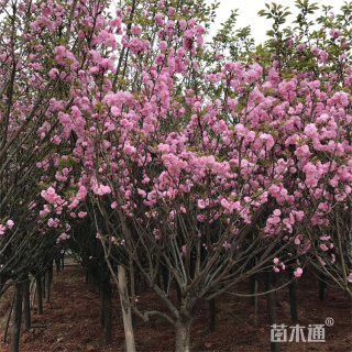 12公分绯红晚樱