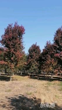 18公分美国红枫-红点