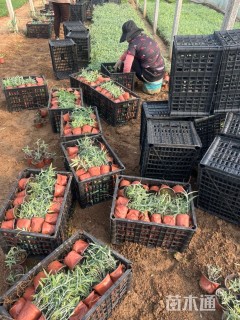 高度15厘米墨西哥鼠尾草