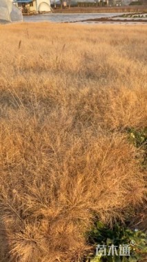 高度40厘米画眉草