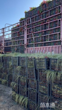 高度30厘米金丝苔草