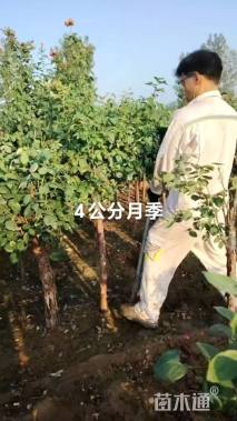 高度170厘米月季