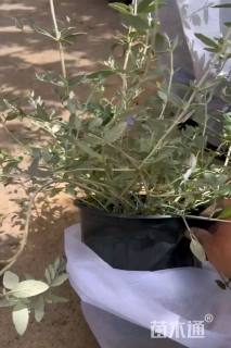 高度30厘米灌从石蚕