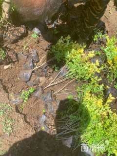 高度40厘米金叶女贞