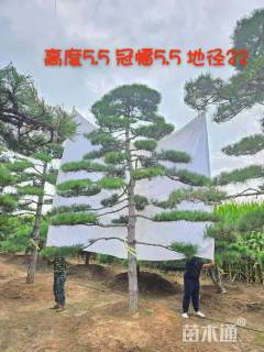 22公分造型黑松
