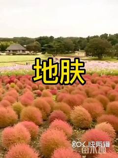 地肤种子