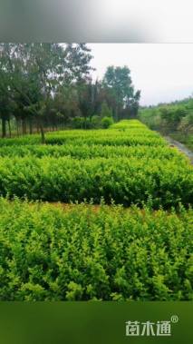 高度45厘米金叶女贞