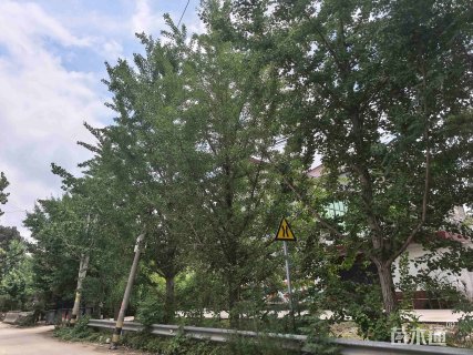 25公分银杏