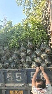 冠幅80厘米火山榕球