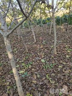 高度200厘米核桃