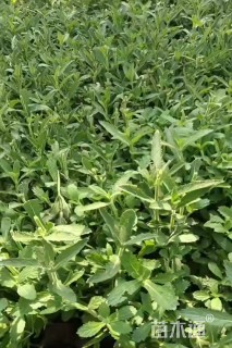 高度10厘米马鞭草