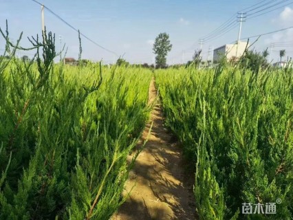 高度60厘米小龙柏