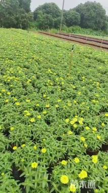 高度25厘米百日草