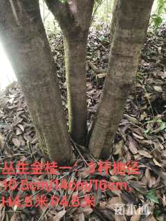 15公分桂花