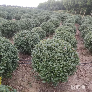 冠幅80厘米无刺枸骨球