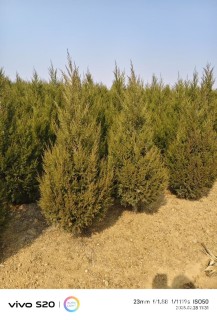 高度100厘米塔柏