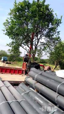 高度300厘米丛生胡柚