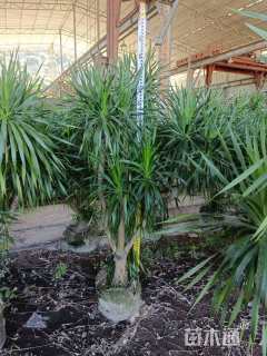 高度160厘米龙血树