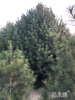 高度450厘米白皮松