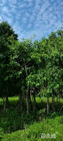 26公分香樟