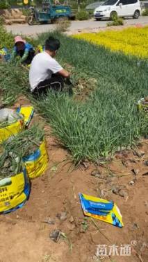 高度32厘米马莲