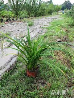 高度15厘米大花萱草
