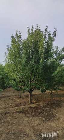 15公分八棱海棠