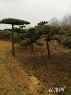 高度260厘米黑松