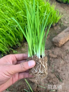 高度30厘米黄菖蒲