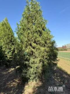 高度400厘米侧柏