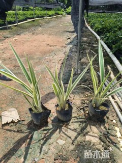 高度50厘米山管兰