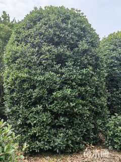 20公分桂花