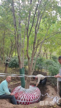 50公分(4杆)丛生乌桕