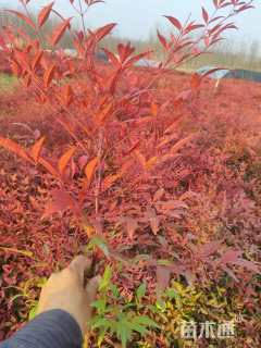 高度30厘米南天竹