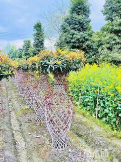 10公分桂花花瓶