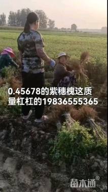 高度30厘米紫穗槐