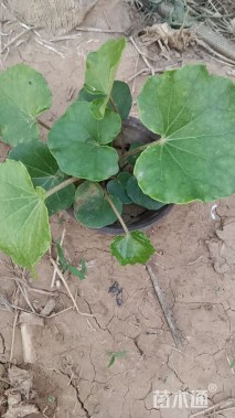 高度20厘米大吴凤草