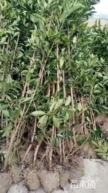 高度180厘米法国冬青