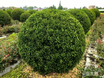 高度120厘米万年青