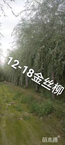 16公分金丝垂柳